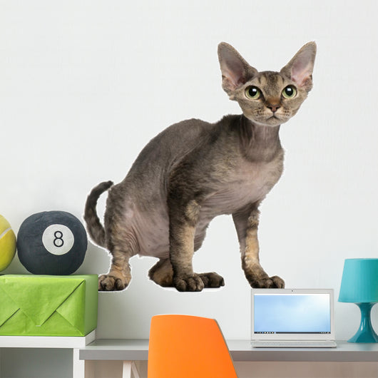 Cat Sitting in Front of White Background Wall Decal