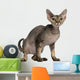 Cat Sitting in Front of White Background Wall Decal