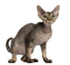 Cat Sitting in Front of White Background Wall Decal