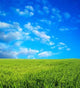 Wheat Field over Beautiful Wall Decal