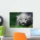 Snow Leopard Wall Mural
