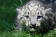 Snow Leopard Wall Mural