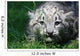 Snow Leopard Wall Mural