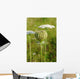 Queen Anne's Lace (Daucus carota)  closed umbel Wall Mural