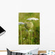 Queen Anne's Lace (Daucus carota)  closed umbel Wall Mural