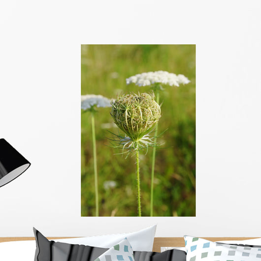 Queen Anne's Lace (Daucus carota)  closed umbel Wall Mural