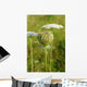 Queen Anne's Lace (Daucus carota)  closed umbel Wall Mural