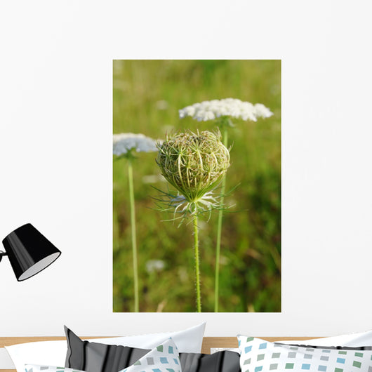 Queen Anne's Lace (Daucus carota)  closed umbel Wall Mural