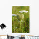 Queen Anne's Lace (Daucus carota)  closed umbel Wall Mural