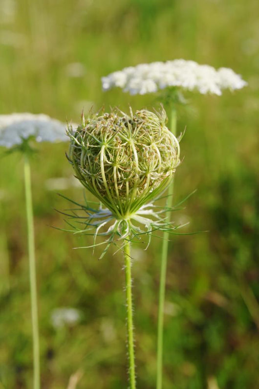 Queen Anne's Lace (Daucus carota)  closed umbel Wall Mural