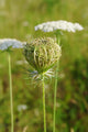 Queen Anne's Lace (Daucus carota)  closed umbel Wall Mural
