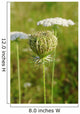 Queen Anne's Lace (Daucus carota)  closed umbel Wall Mural