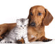 British Kitten and Dog Dachshund Wall Decal