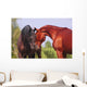 Two Horses Communicating Wall Mural