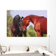 Two Horses Communicating Wall Mural