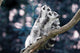 Lemur Wall Mural
