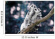 Lemur Wall Mural