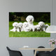 Bichon Puppy