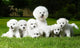 Bichon Puppy