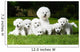 Bichon Puppy