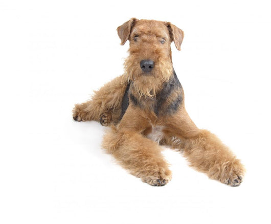 Airedale Wall Decal