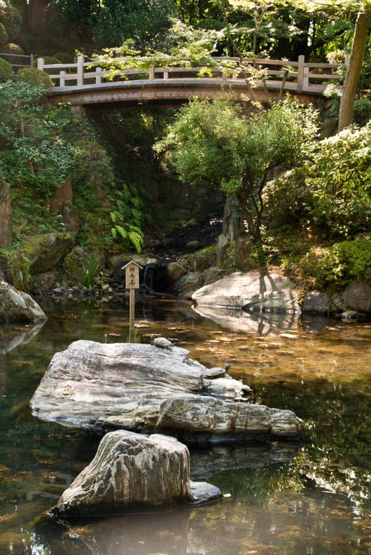 Japanese Ornamental Pond with