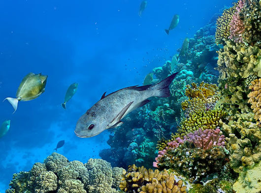 Landscape under Water