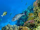 Landscape under Water