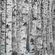 Winter Birch Tree Forest Background Wall Mural