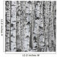 Winter Birch Tree Forest Background Wall Mural