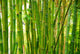 bamboo stalks Wall Mural