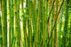 Bamboo Stalks Wall Decal