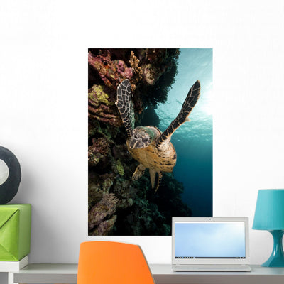 Hawksbill Turtle Red Sea shown on a wall