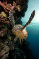 Hawksbill Turtle Red Sea