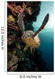 Hawksbill Turtle Red Sea
