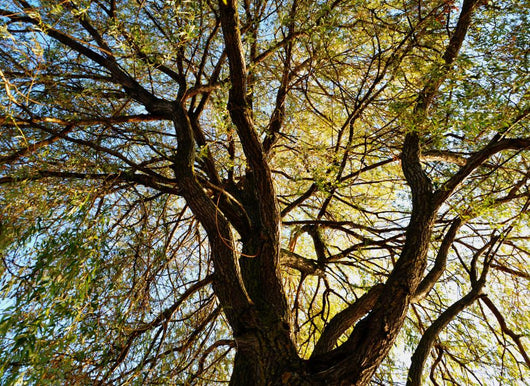 Tree Wall Mural