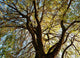 Tree Wall Mural