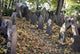 Old Jewish Cemetery Prague Wall Mural