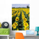 Tournesols Wall Decal