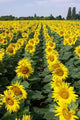 Tournesols Wall Decal
