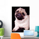 Pug Dog