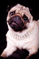 Pug Dog