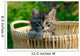 Kitten Woven Basket
