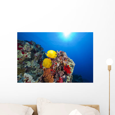 Butterflyfish Red Sea shown on a wall