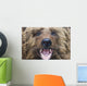 Bear Closeup