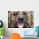 Bear Closeup