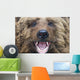 Bear Closeup