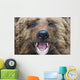 Bear Closeup