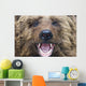 Bear Closeup