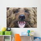 Bear Closeup
